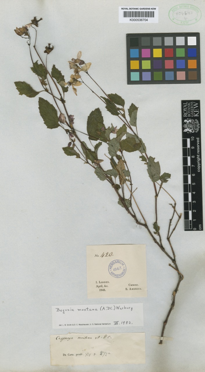 B. montana